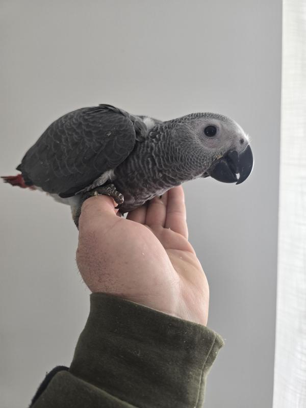 Handraised African Greys