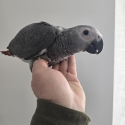 Handraised African Greys