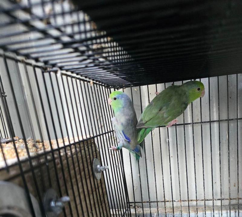 Parrotlet pairs. Can bring to brisbane