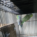 Parrotlet pairs. Can bring to brisbane
