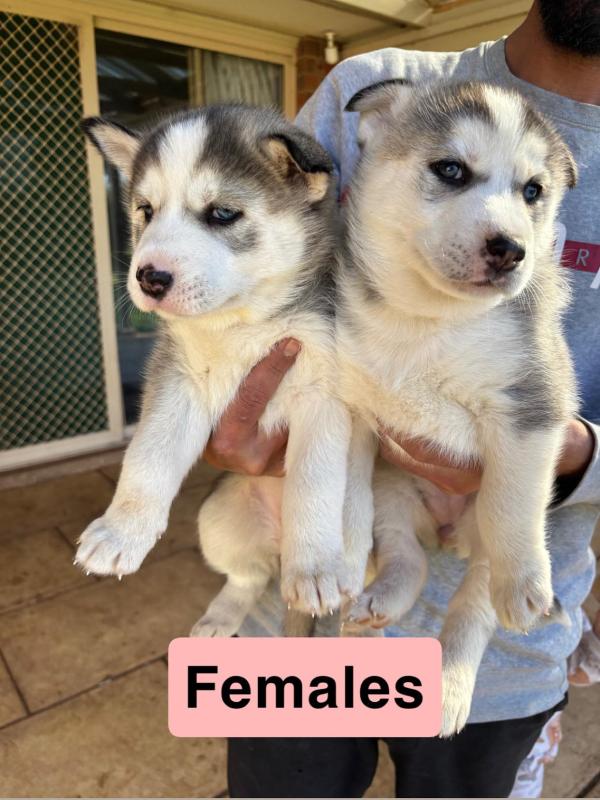 Siberian Husky Puppies