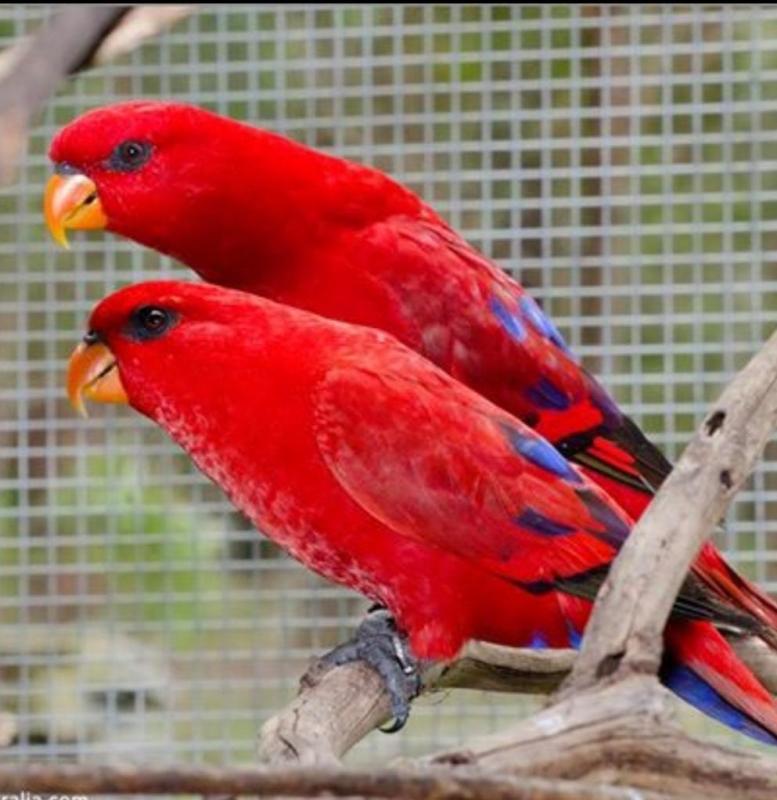 Young Unrelated Moluccan Red Lory pair For sale