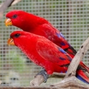 Young Unrelated Moluccan Red Lory pair For sale