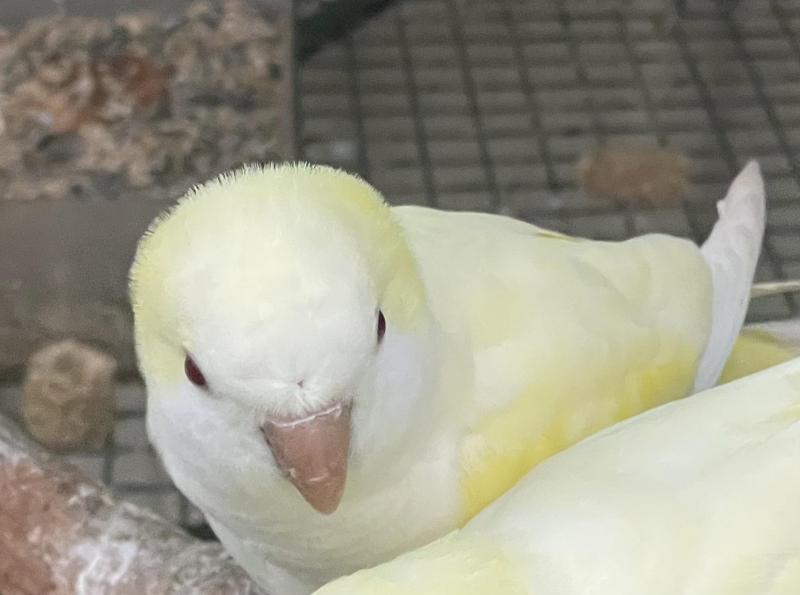 Cremino Quaker  Hen