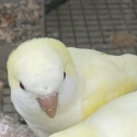 Cremino Quaker  Hen