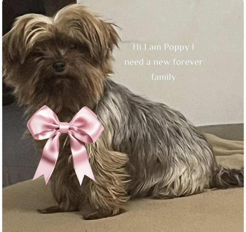 Yorkshire terrier adult female