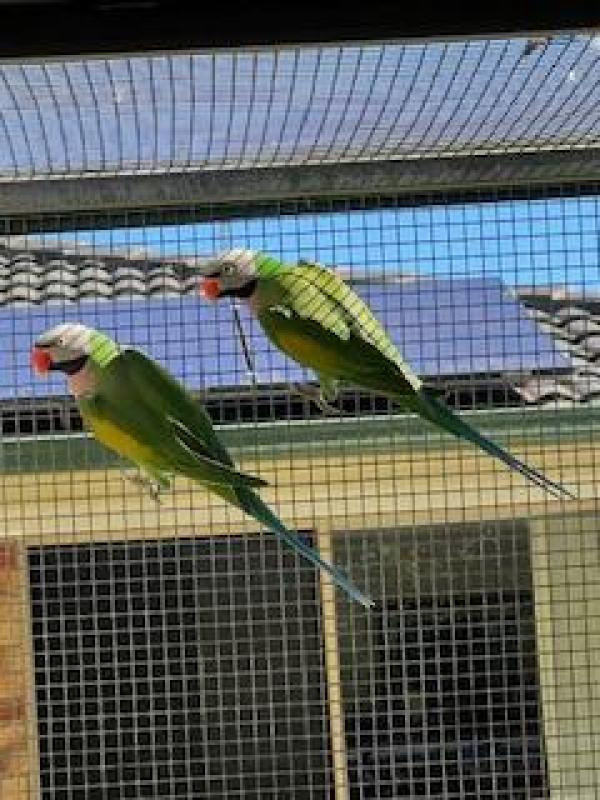 2022 Moustache Cock birds Green split Blue split Fallow