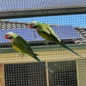 2022 Moustache Cock birds Green split Blue split Fallow
