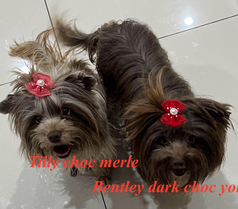 Rare choc Merle yorkie terrier