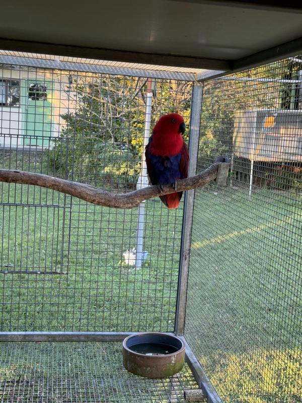 Eclectus hen mature