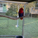 Eclectus hen mature
