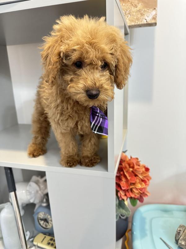 SCHNOODLES - ONLY 2 MALES - 3MONTHS OLD - WE DID IT AGAIN!