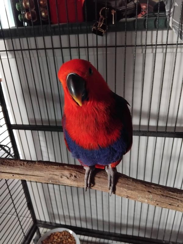 Electus Parrots