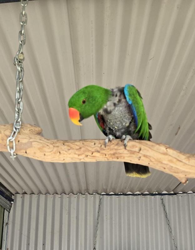 Vosmaeri Electus Parrots
