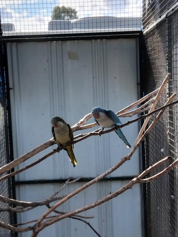 Breeding pair quakers