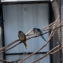 Breeding pair quakers