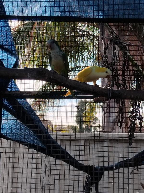 Lutino and green quaker breeding pair