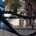 Lutino and green quaker breeding pair