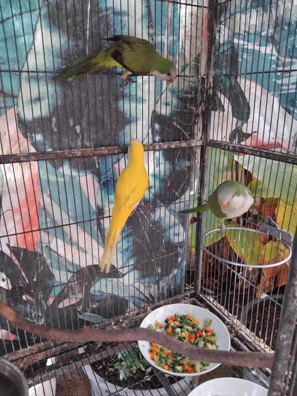 Lutino and green quakers