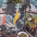 Lutino and green quakers