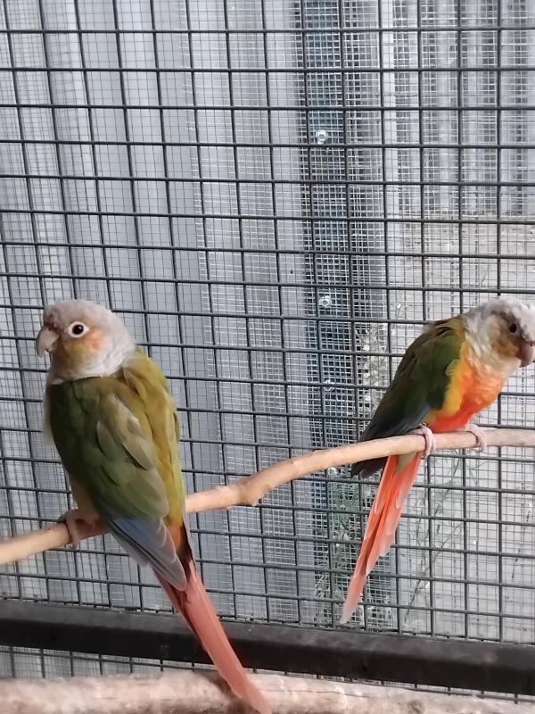 Pineapple green cheek conure breeding pair