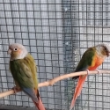 Pineapple green cheek conure breeding pair
