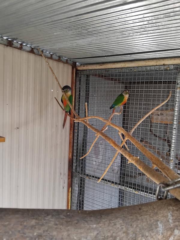 Green cheek conure breeding pair