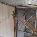 Green cheek conure breeding pair