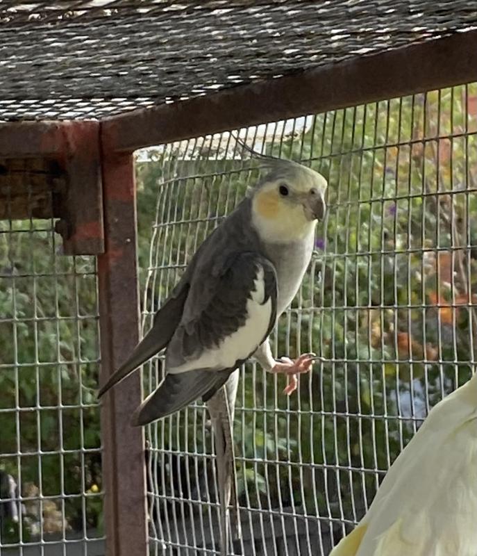 grey split olive split whiteface.  Pastelface grey split pastel silver