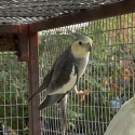 grey split olive split whiteface.  Pastelface grey split pastel silver