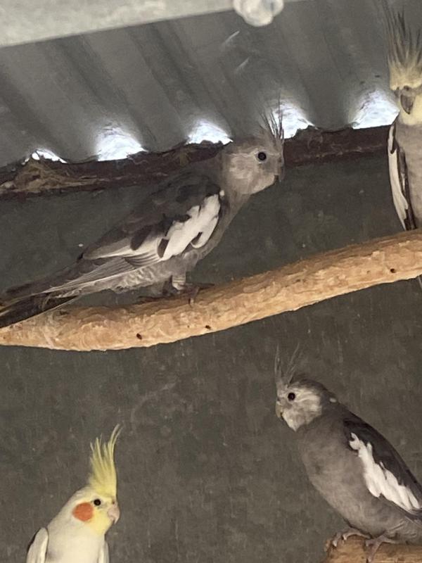 whiteface split Pastel silver males whiteface split platinum male cockatiel