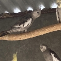 whiteface split Pastel silver males whiteface split platinum male cockatiel