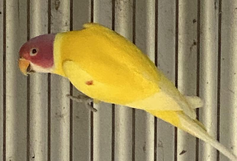 Split Dilute Plumhead cock rising 2yr old
