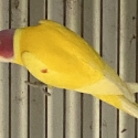 Split Dilute Plumhead cock rising 2yr old