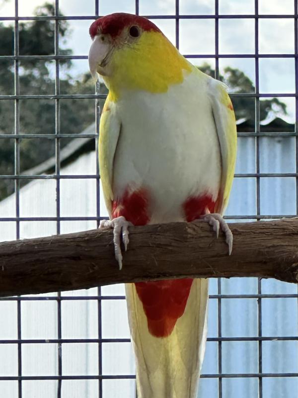 Lutino Red-Capped Parrot