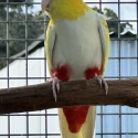 Lutino Red-Capped Parrot