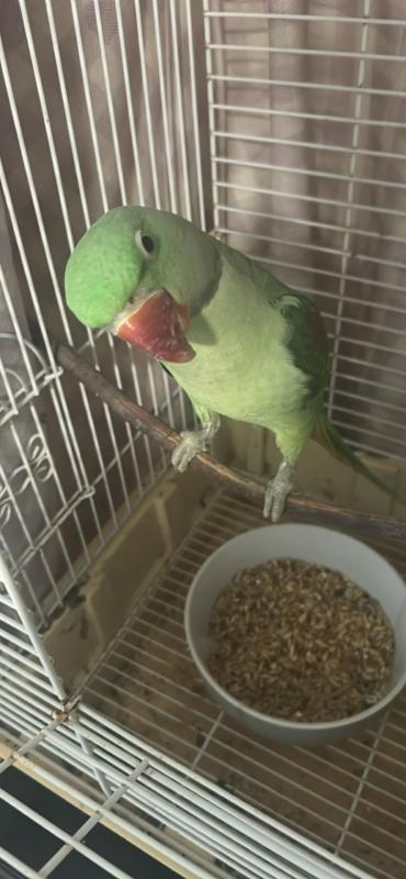Green 8mth old alexanderine
