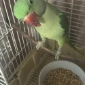 Green 8mth old alexanderine