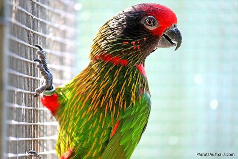 Young Yellow Streaked Lory Pair  For Sale