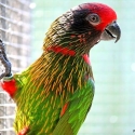 Young Yellow Streaked Lory Pair  For Sale