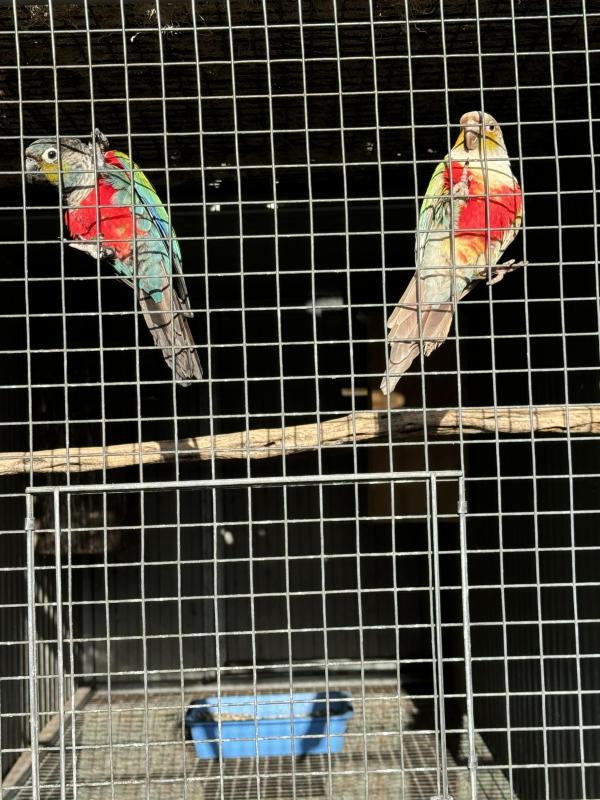 Cinnamon crimson belly conure