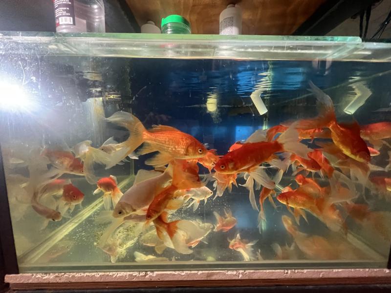 36 fancy pond goldfish for sale good sized