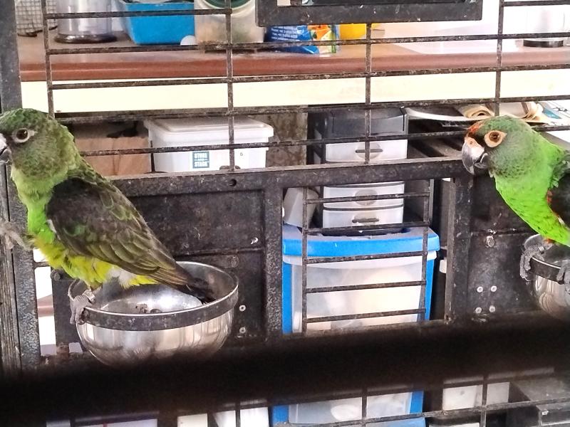 JARDINE'S + Blue & Gold Breeding Pr + 2 Hens + Burus + Figgies + Linnies