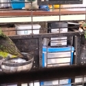 JARDINE'S + Blue & Gold Breeding Pr + 2 Hens + Burus + Figgies + Linnies