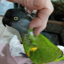 Senegal handraised female