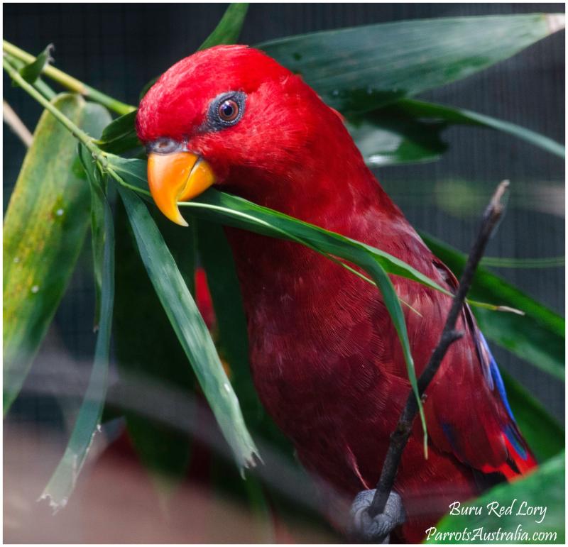Pure Buru Red Lory Pairs