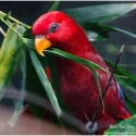 Pure Buru Red Lory Pairs