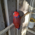 Ecelectus parent reared