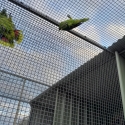 Bluefronted Amazon's