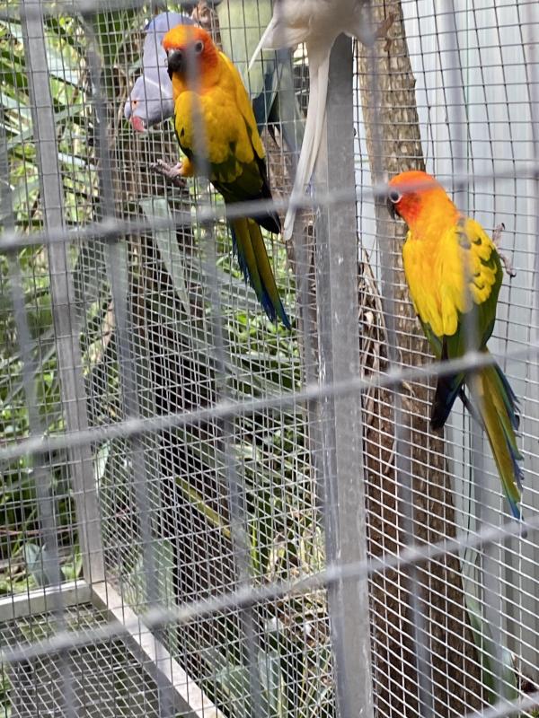 Sun conures